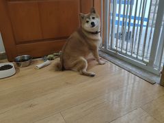 -是阿柴呀！柴犬咖啡·爱喵喵猫咖