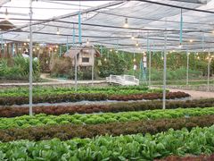 -Ohkajhu Organic Farm Sansai