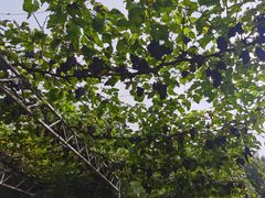 -白鹿原葡萄主题公园