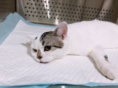 -艾贝尔宠物医院·24H转诊中心·肿瘤猫专科(江宁双龙店)