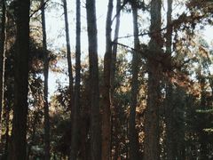 -昆明植物园