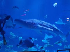 -烟台海昌鲸鲨海洋公园