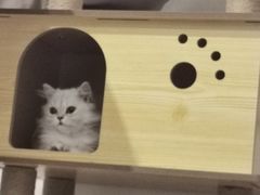 -爱诺耐芙动物医院(万博店)