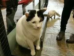 -猫咪博物馆(顶澳仔猫街店)