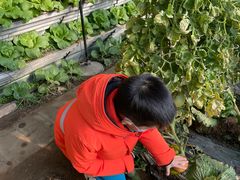 -大自然农场蔬菜草莓采摘园