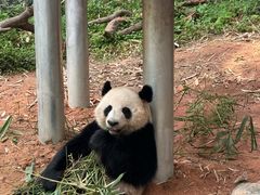 -广州长隆野生动物世界
