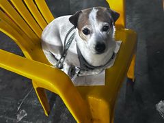 -新湖烧鸡(光明店)