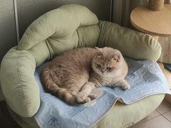 -欣宠猫屋·矮脚拿破仑·蓝金金渐层