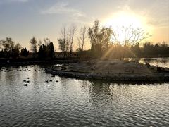 -盐城丹顶鹤湿地生态旅游区