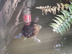 -宝光寺
