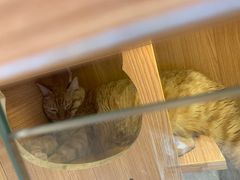 -Pets First伊珊娜洗护·精致美容·家庭式寄养(新会路店)