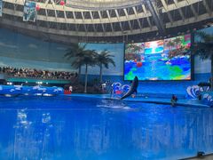 -海合安成都极地海洋公园