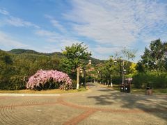 -大屏嶂森林公园