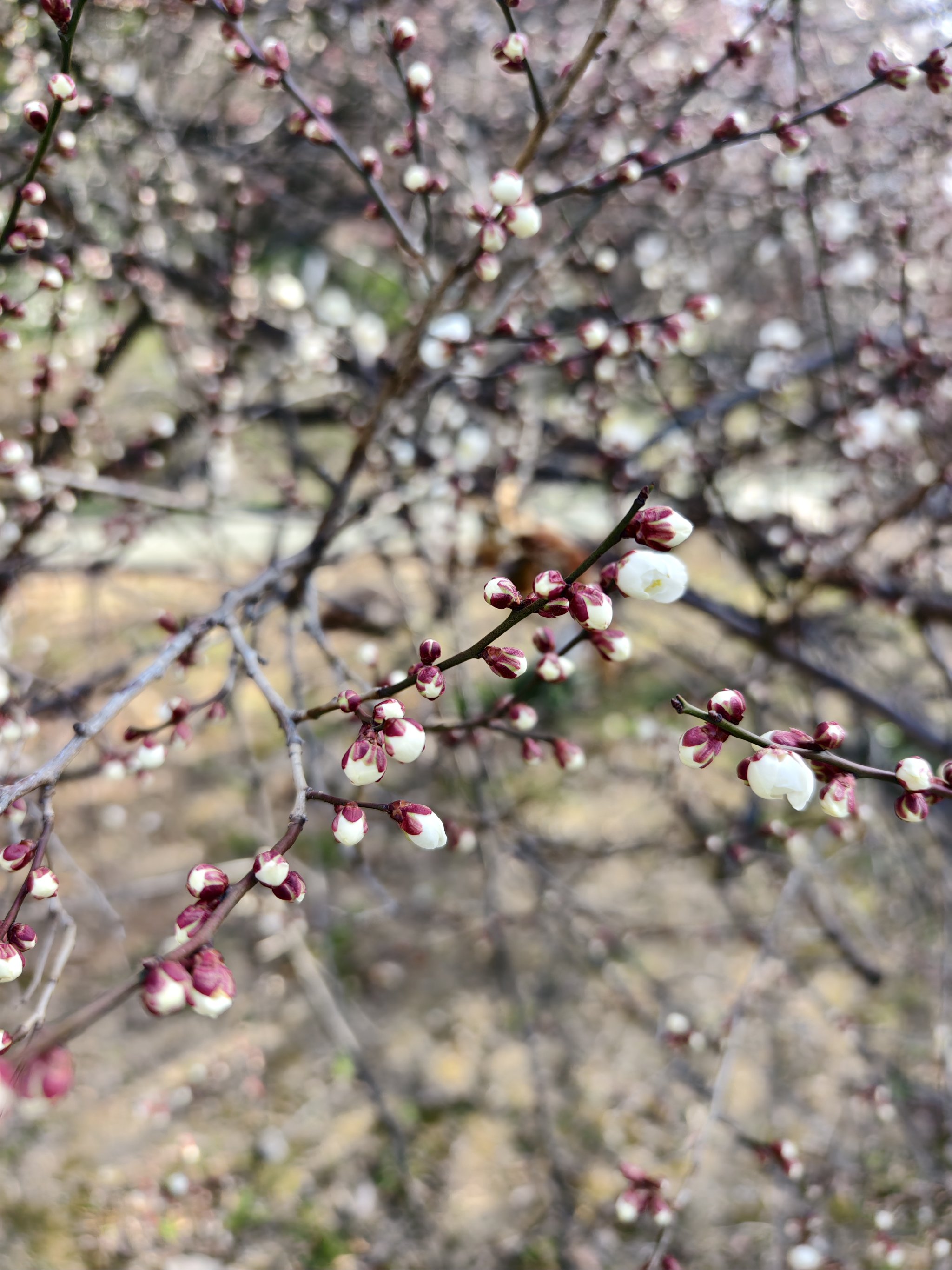 满树满枝头的白梅花花骨朵儿,拍摄