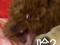 -汕尾巴黎半岛酒店