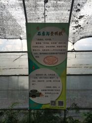 -前小桔亲子创意农场·草莓采摘·露营烧烤