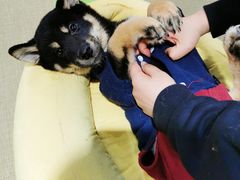 -逗柴咖啡屋·狗咖猫咖宠物桌游