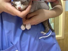 -瑞派名望24h动物医院异宠专科·猫专科·骨科·重症监护分院