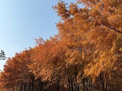 -上海海湾国家森林公园