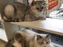 -李小姐の猫咖啡馆(五角场店)