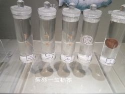 景点-太湖雪蚕桑文化园