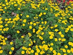 -合肥滨湖国家森林公园