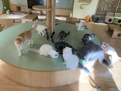 -猫和宫(六道口店)