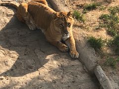-西霞口神雕山野生动物世界