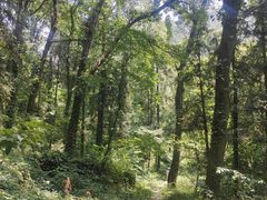 -素山寺森林公园