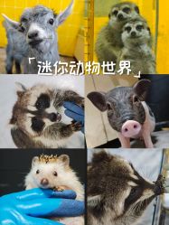-神奇动物撸宠馆·羊驼·小浣熊·异宠(豫园店)