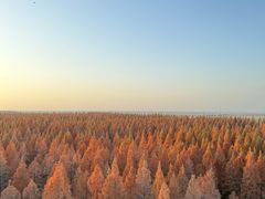 -黄海国家森林公园