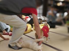 -逗柴咖啡屋·狗咖猫咖宠物桌游