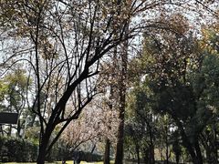 -武汉大学-樱园