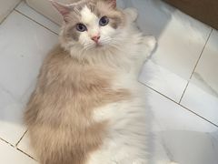 -楼上猫咖(罗湖店)