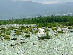-腾冲北海湿地