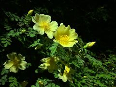 -仁和公园(顺义区)