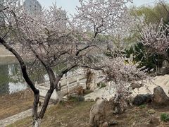 -桃花堤公园