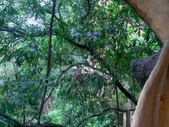 -天门沟九州驿站树上汤泉