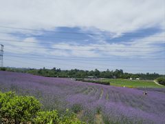 -紫颐香薰山谷景区