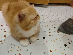 -滚猫咖啡·猫咖·猫友好撸猫(未来城店)