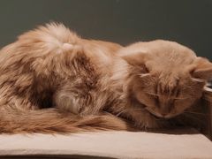 -安格丽娜·狗咖·猫咖羊驼咖(春熙路百盛商场店)