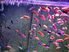 -蓬莱欧乐堡海洋极地世界