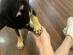 -柯斗斗主题餐厅·狗咖·围炉煮茶·茶饮(国瑞升平里店)