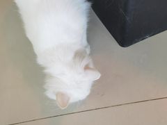 -平行世界·猫咖(首经贸店)