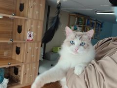 -喵百万·布偶·蓝金金渐层英短·猫舍(百子湾店)