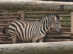 -泉州海丝野生动物世界