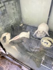 -神奇动物撸宠馆·羊驼·小浣熊·异宠(豫园店)
