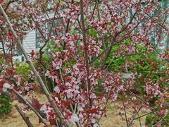 -济南国际园博园