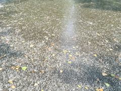 -合肥滨湖国家森林公园