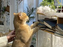 -共舞时光猫咖·狗咖(新街口店)